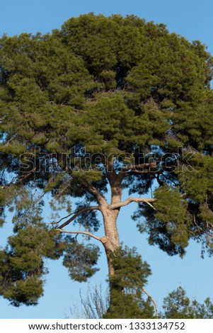 Giant pine of El Retiro.