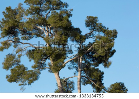 The giant pines of El Retiro in Madrid.