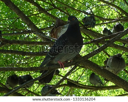 Lazy family of pigeons on branches of the green tree, enjoying the shade during summer time