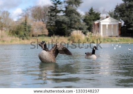 ducks in the lake in park