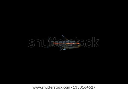 Glowlight Tetra Fish  is a small tropical fish from the Essequibo River, Guyana, South America. It is silver in colour and a bright iridescent orange to red stripe extends from the snout to the base o