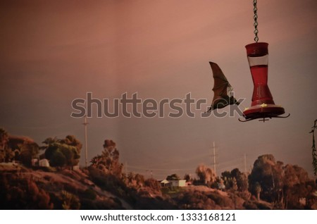 bat drinking from a hummingbird feeder san diego california