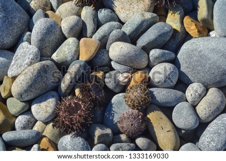 several sea urchins on the stone shore during the day