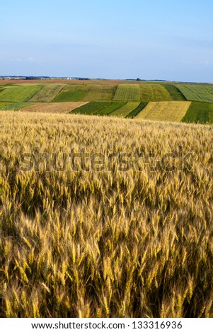 Ripening ears of wheat on a background field and sky.