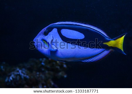Blue Surgeonfish close up against dark background