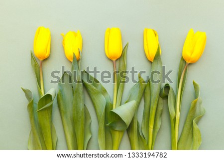 Five yellow tulips on a light green background are exactly in a row. At the bottom of the photo