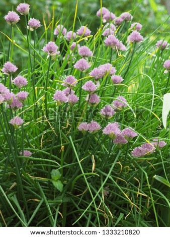 Chive onion purple violet flowers in a garden bed.
