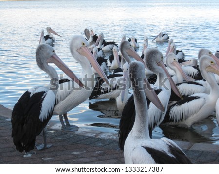 Pelican - flock of Australian Pelicans, a black and white pelican bird in the pelican family (Pelecanus onocrotalus) found in Australia, fiji and New Guinea pacific islands stock, photo, photograph, 