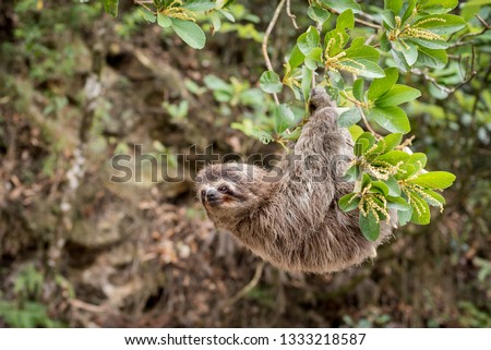 Common Sloth on jungle