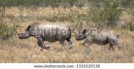 A mother Black Rhino and calf in Etosha National Park, Namibia