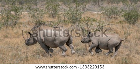 A mother Black Rhino and calf in Etosha National Park, Namibia
