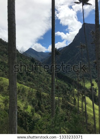 Tall palm trees in colombian mountains