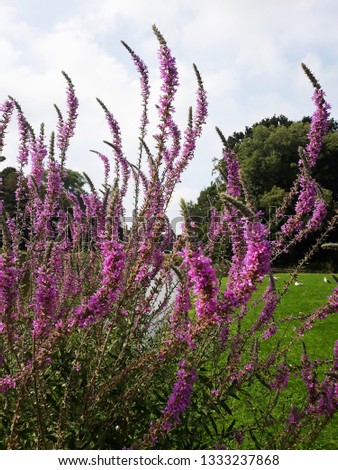 
Lavandula or Lavender flowers, growing in the park.
It is a flowering plant in the mint family, Lamiaceae.
