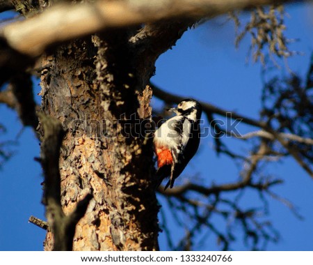 Great spotted woodpecker standing on a tree trunk, searching inside the tree. Blue sky in the background and blurry branch in the foreground.