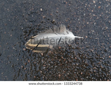 Photograph of a background with a feather of a bird on asphalt