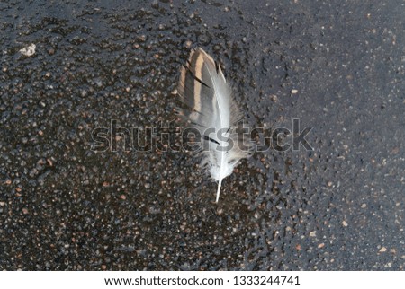Photograph of a background with a feather of a bird on asphalt