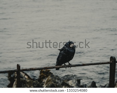 Raven in dublin with cold weather