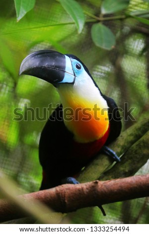 A Channel-billed toucan( Ramphastos vitellinus) stands on the tree
Like other toucans, the channel-billed is brightly marked and has a huge bill.
Found in Trinidad and in tropical South America.