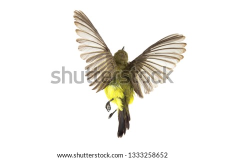 Olive-backed sunbird who are spreading their wings Yellow-bellied sunbird; isolate on White Background
