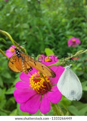 beautiful butterflies perch on tropical beautiful flowers