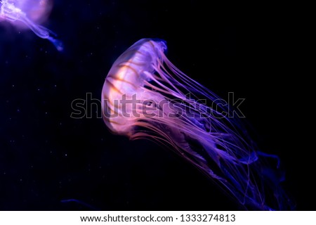 Close-up Jellyfish, Medusa in fish tank with neon light. Jellyfish is free-swimming marine coelenterate with a jellylike bell- or saucer-shaped body that is typically transparent. Royalty-Free Stock Photo #1333274813
