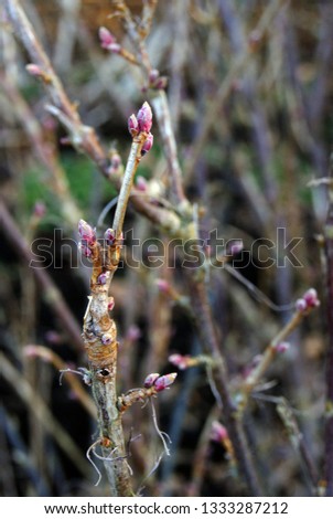 Macro photo, looking at pink-toned spring buds