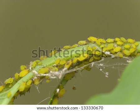 Aphids are parasites on plants-close up Royalty-Free Stock Photo #133330670