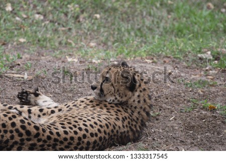 A cheetah resting on a ground inside a zoo