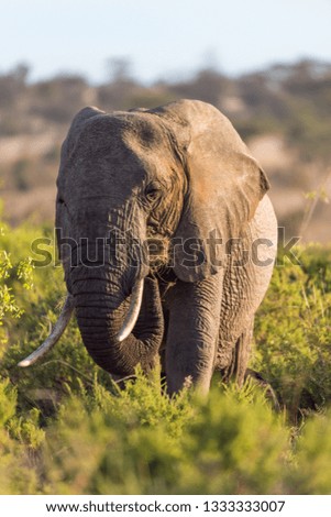 African elephant full body