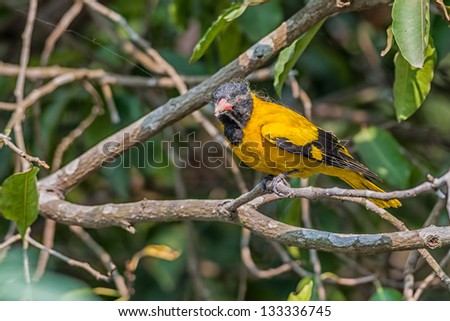 Bird, Black-hooded Oriole, Oriolus xanthornus, perched on a tree branch covered with spider webs, copy space