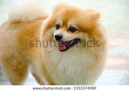 Pomeranian portrait male dog spitz smiling and looking suspiciously .puppy cut pet friendly animal is small, compact, furry, looks beautiful.