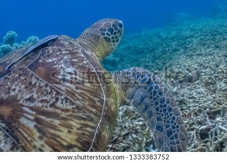 Green sea turtle close up view. Green sea turtles are considered endangered due to habitt loss, illegal poaching, bycatch, entanglement and marine pollution.