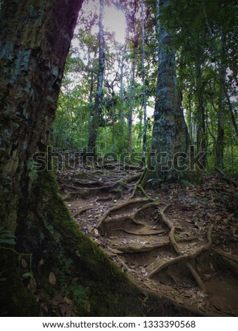 The path in the beautiful forest with the roots of the tree looks like a staircase.in a tropical forest Thailand.