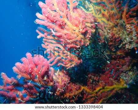 Incredible healthy coral growth visible while scuba diving  in Papua New guinea in Gazelle Peninsula area , East New Britain . Kokopo and Rabaul diving offers to see them.  Coral close up macro photos Royalty-Free Stock Photo #1333398404