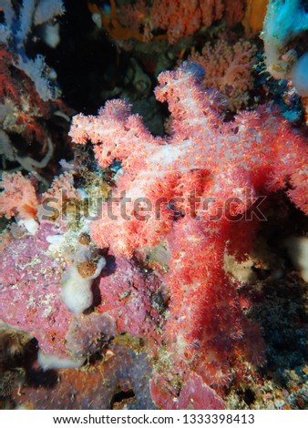 Incredible healthy coral growth visible while scuba diving  in Papua New guinea in Gazelle Peninsula area , East New Britain . Kokopo and Rabaul diving offers to see them.  Coral close up macro photos