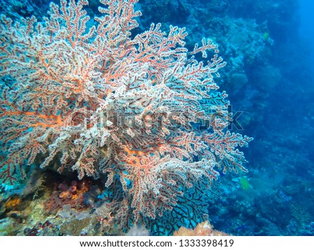 Incredible healthy coral growth visible while scuba diving  in Papua New guinea in Gazelle Peninsula area , East New Britain . Kokopo and Rabaul diving offers to see them.  Coral close up macro photos Royalty-Free Stock Photo #1333398419