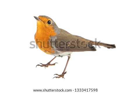 European robin, Erithacus rubecula, isolated on a white background. Royalty-Free Stock Photo #1333417598