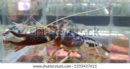 beautiful crayfish in glass cabinet