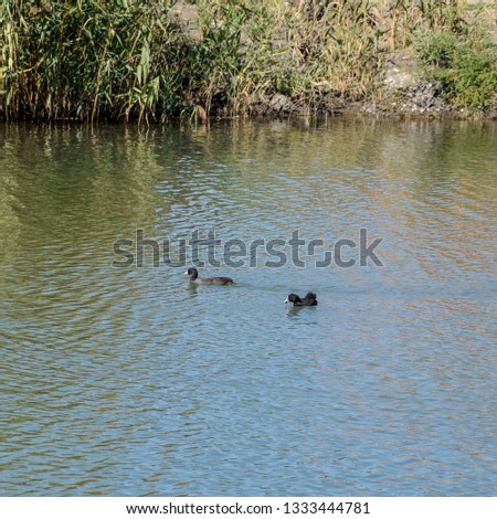 Ducks swimming in the pond. Wild mallard duck. Drakes and females.
