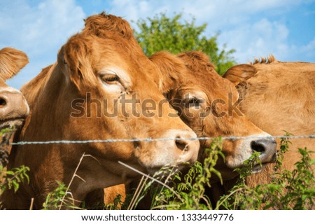 Belgian Red Cattle, looking curiously in a field in East-Flanders, Belgiu,