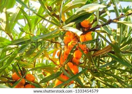 fresh branch orange berries sea buckthorn medicinal fluffy foliage tree high