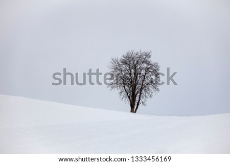 a lonely tree on the horizon of a snowcoverd field. Symbol of seclusion