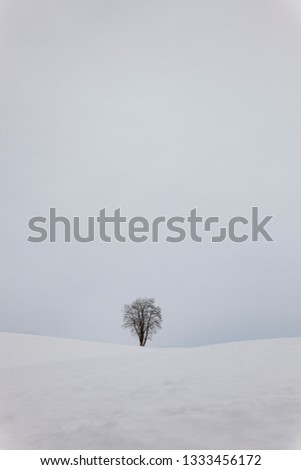 a lonely tree on the horizon of a snowcoverd field. Symbol of seclusion