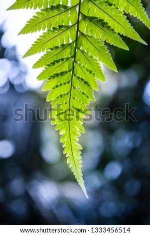 Fern leaves under the sun. Natural floral fern background in sunlight. Perfect natural fern pattern. Beautiful background made with young green fern leaves. Beautiful bokeh background and DOF.