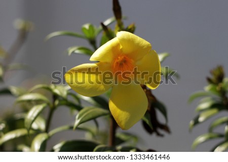 Single yellow Allamanda creeper blossom. Focus on the bloom while the backgroud is out of blurry.