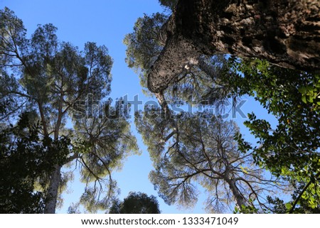 View from below of high stone pines, also called pinus pinea, with a blue sky in background. Silhouettes of branches and trunks. Pattern of leaves. Picture taken in Montpellier city, southern France.
