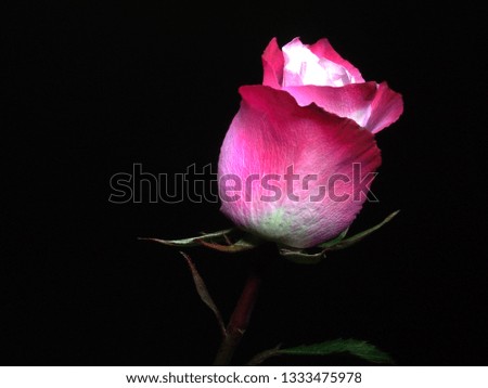 The Bud of a rose flower on a black background. The petals are white, pink and red. Close up.
