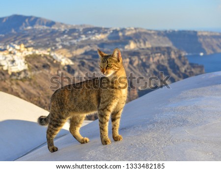 A pretty cat enjoying on Santorini Island, Greece.