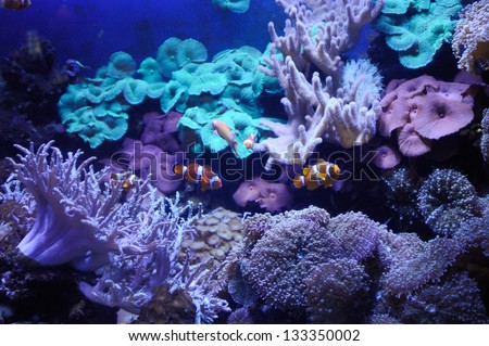 Anemonefishes in a aquarium with reeves and corals.