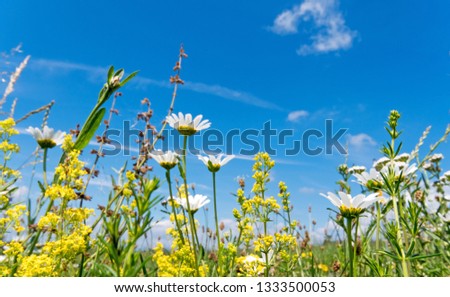 Picture of a flower meadow in summer with bright beautiful daisies and yellow flowers under a blue sky with sun to relax and meditate. Germany in Europe.